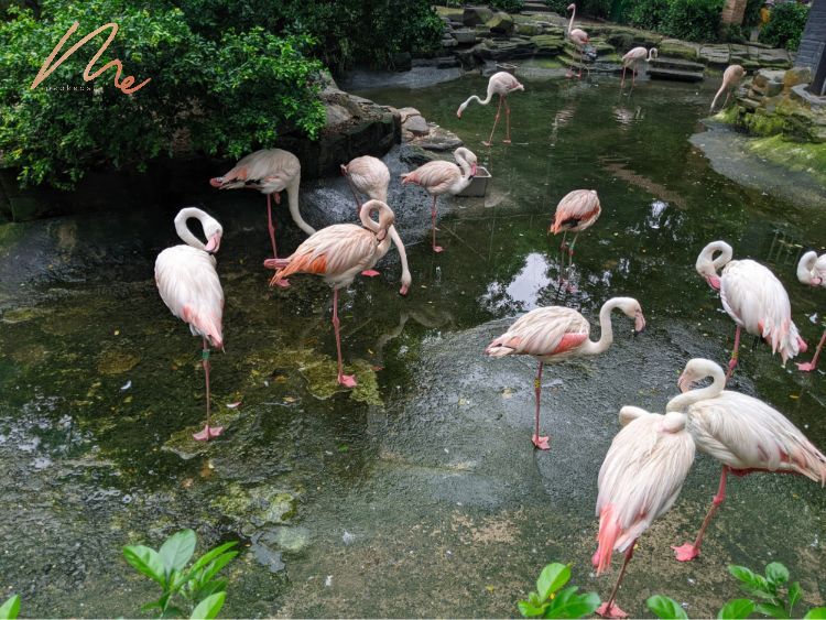 Tham quan động vật đa dạng tại Thảo Cầm Viên